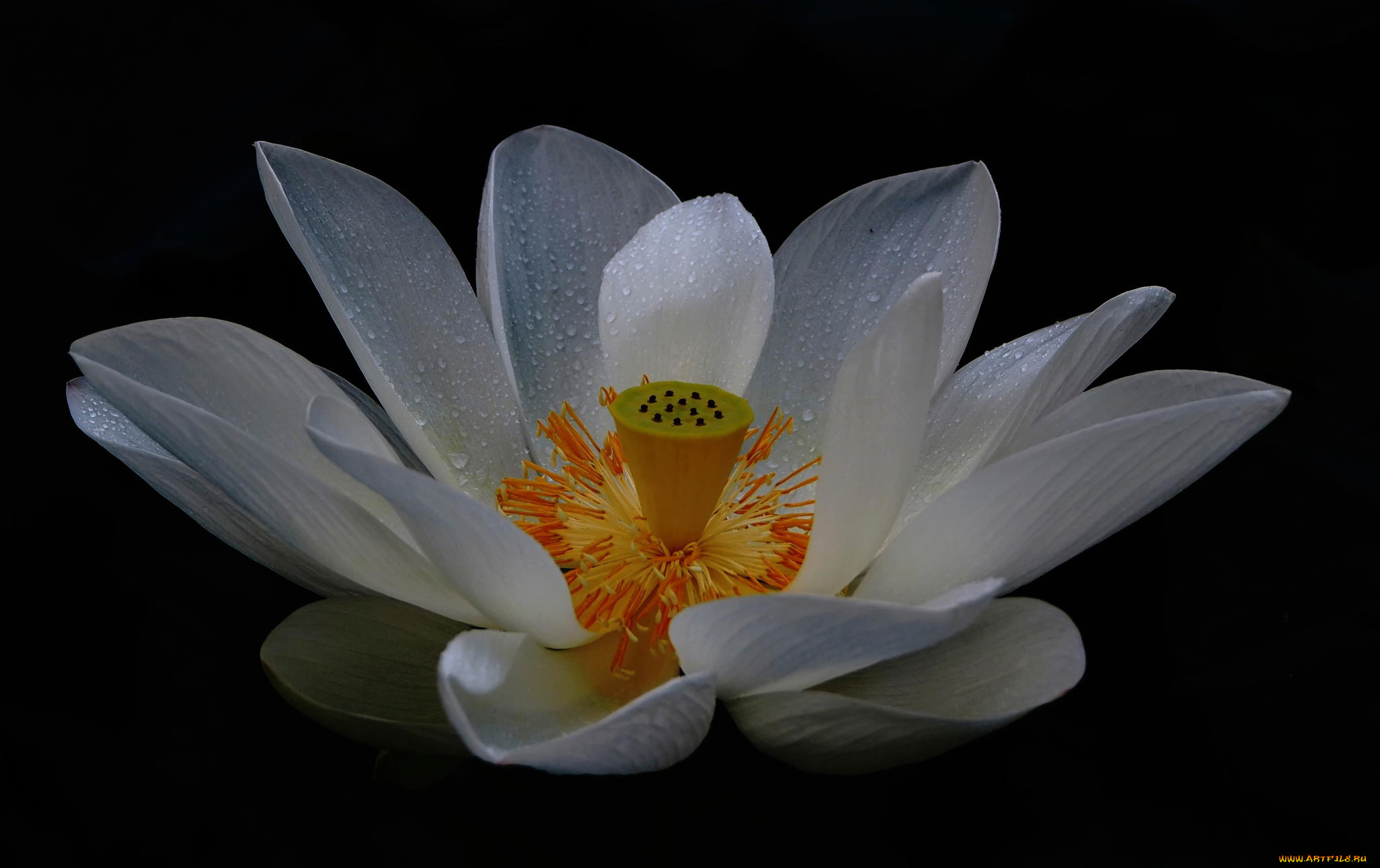, , , , white, lotus, 